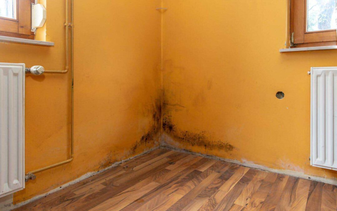 Black Mold: Let’s Discuss