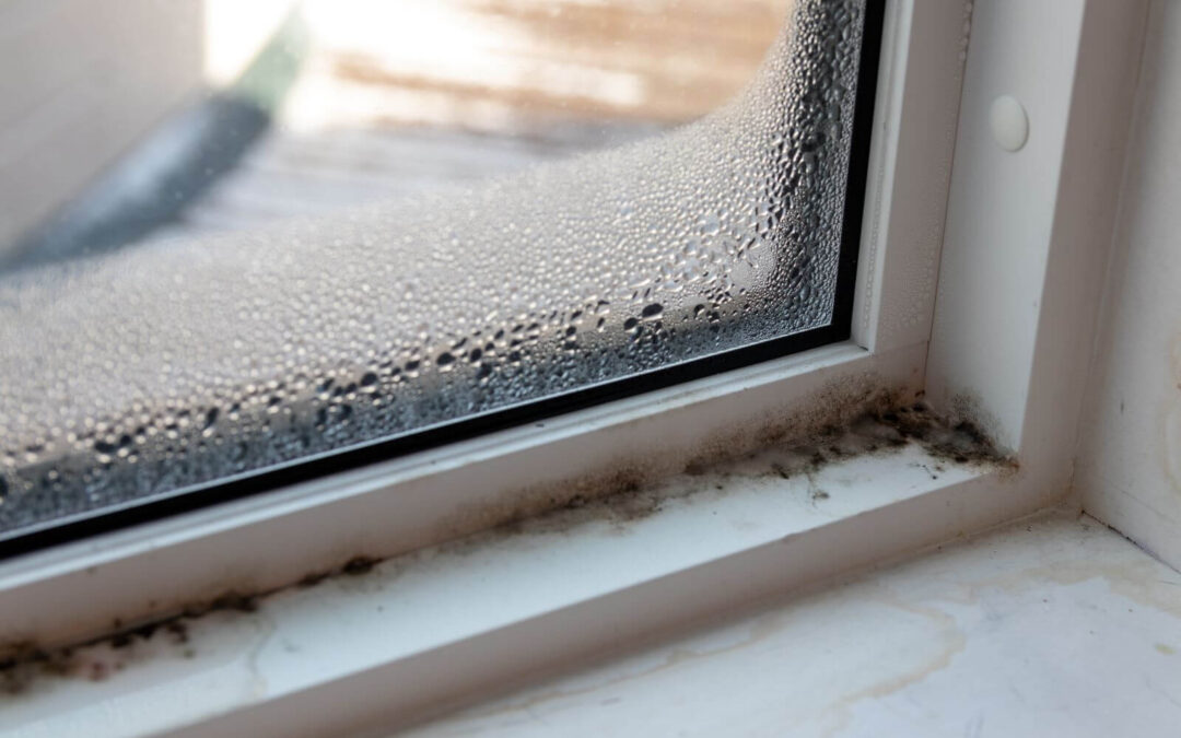 Mold Removal and Prevention: Tips for Keeping Your Home Mold-Free