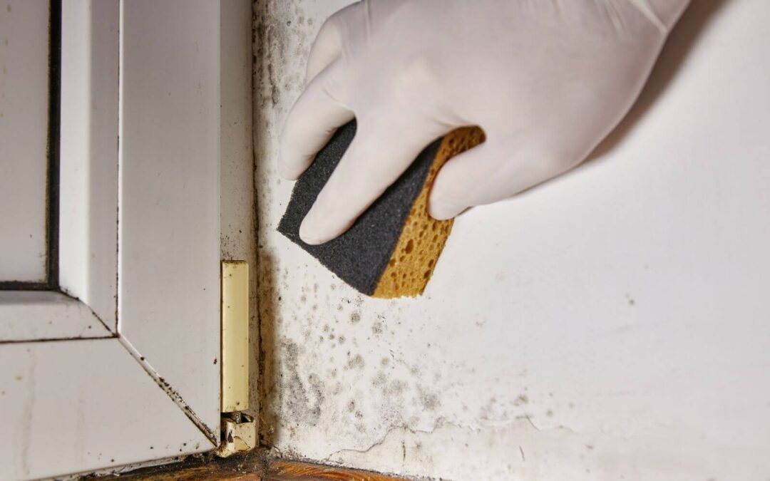 Can Mold Return After Remediation?