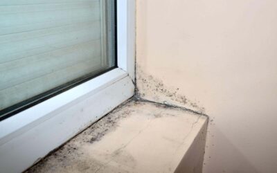 What Are the Top Health Risks of Mold in Homes?